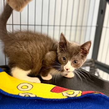 Atticus -  Domestic Short Hair Cat for Adoption in Portage, Michigan - Atticus | PetCurious