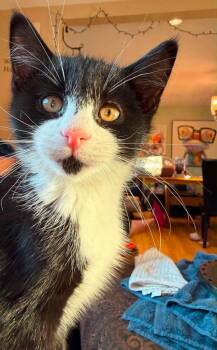 Domestic Short Hair Cats Available for Adoption in Gorham, Maine - Lima Bean | PetCurious