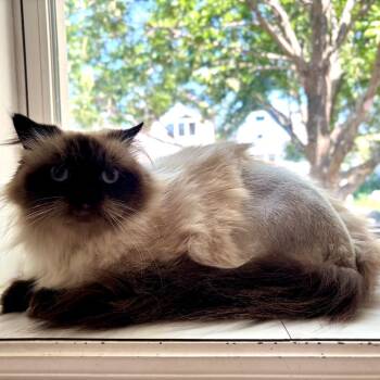 Captain Bailey -  Himalayan Cat for Adoption in Plainfield, Illinois - Captain Bailey | PetCurious