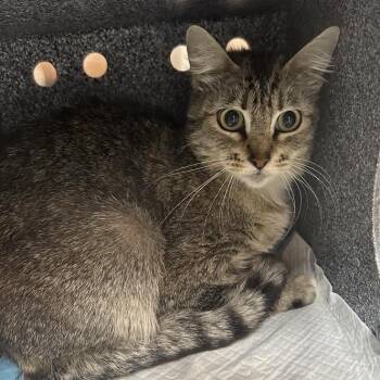 Cambrie -  Domestic Short Hair Cat for Adoption in Salt Lake City, Utah - Cambrie | PetCurious
