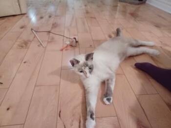 Domestic Short Hair Cats Available for Adoption in Montreal, Quebec - Mika | PetCurious