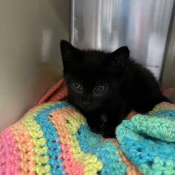 Rescue Domestic Short Hair Cats for Adoption in Vineland, New Jersey - Showgirl | PetCurious