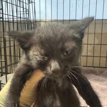 Rescue Domestic Short Hair Cats for Adoption in Chino Hills, California - Tony C000-261 *by Appointment Only * Chino Hills Location | PetCurious