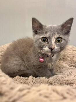 Cassie -  Domestic Short Hair Cat for Adoption in Webster, Wisconsin - Cassie | PetCurious