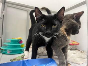 Vuitton -  Domestic Short Hair Cat for Adoption in Raleigh, North Carolina - Vuitton | PetCurious