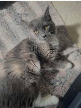 Domestic Medium Hair Cats Available for Adoption in Dale City, Virginia - ZoZo | PetCurious