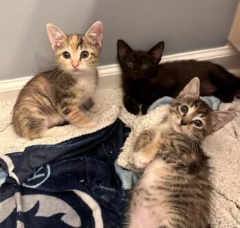 Autumn -  Domestic Short Hair and Tabby Cat for Adoption in Emerald Isle, North Carolina - Autumn | PetCurious