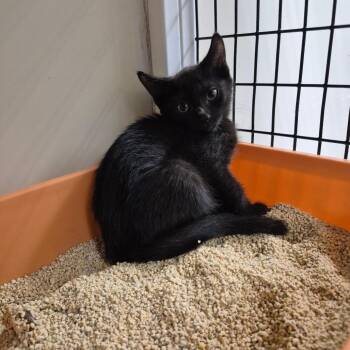 Ruri -  Domestic Short Hair Cat for Adoption in Los Angeles, California - Ruri | PetCurious