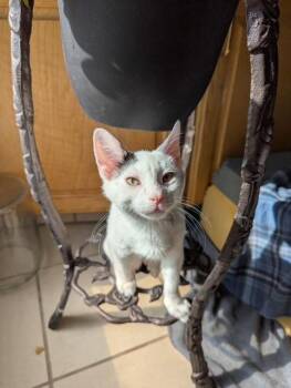 Pip -  Domestic Short Hair Cat for Adoption in Ogden, Utah - Pip | PetCurious