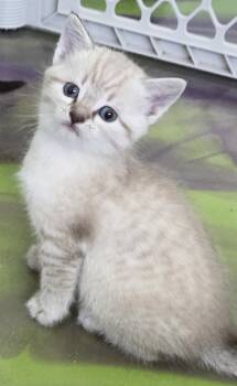 Siamese Cats Available for Adoption in Anna, Illinois - Atlas | PetCurious