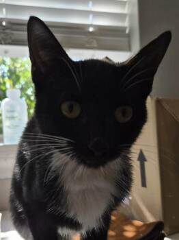 Peg -  Domestic Short Hair Cat for Adoption in Bolivar, Missouri - Peg | PetCurious