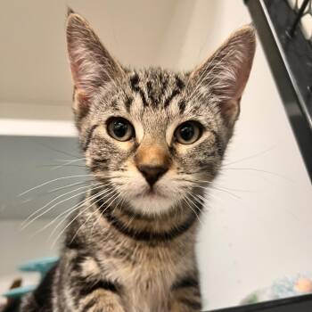 Lisa -  Domestic Short Hair Cat for Adoption in Albert Lea, Minnesota - Lisa | PetCurious