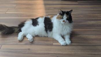 Callie -  Domestic Long Hair Cat for Adoption in Fairfax, Virginia - Callie | PetCurious