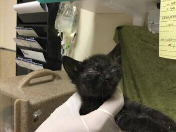 Domestic Short Hair Cats Available for Adoption in Riverside, California - MABEL | PetCurious