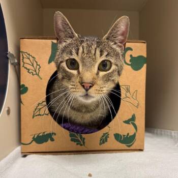 Homer -  Domestic Short Hair Cat for Adoption in Fairport, New York - Homer | PetCurious