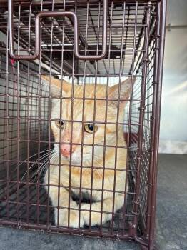 Mystery -  Domestic Short Hair Cat for Adoption in New Braunfels, Texas - Mystery | PetCurious