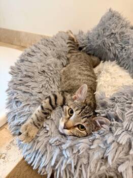 Adelaide -  Domestic Short Hair Cat for Adoption in Manhasset, New York - Adelaide | PetCurious
