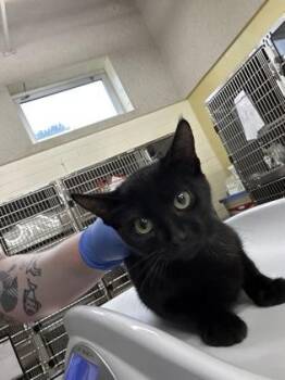 Whimsy -  Domestic Short Hair Cat for Adoption in Cincinnati, Ohio - Whimsy | PetCurious