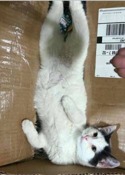 Domestic Short Hair Cats Available for Adoption in Fort Worth, Texas - Lewis | PetCurious