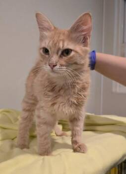 Tinto Berry -  Domestic Medium Hair Cat for Adoption in Winthrop, Maine - Tinto Berry | PetCurious