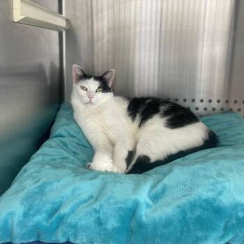 Domestic Short Hair Cats Available for Adoption in Roanoke, Virginia - Zeva | PetCurious