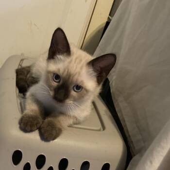 Cassian JA -  Siamese Cat for Adoption in Tallahassee, Florida - Cassian JA | PetCurious