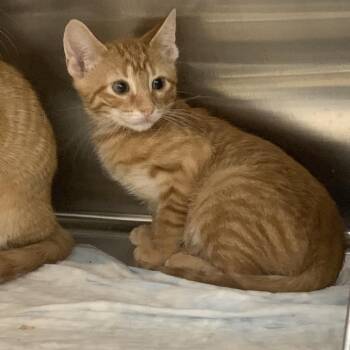 Harry -  Domestic Short Hair Cat for Adoption in West Palm Beach, Florida - Harry | PetCurious