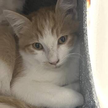 Dean(Working Cat) -  Domestic Short Hair Cat for Adoption in Idaho Falls, Idaho - Dean(Working Cat) | PetCurious