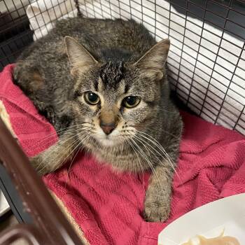 Kitty -  Domestic Short Hair Cat for Adoption in Chicago, Illinois - Kitty | PetCurious