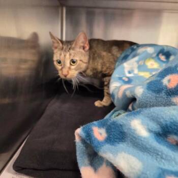 Gracie Lou -  Domestic Short Hair Cat for Adoption in Chattanooga, Tennessee - Gracie Lou | PetCurious