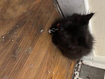 boo -  Domestic Medium Hair Cat for Adoption in Bethel Park, Pennsylvania - Boo | PetCurious