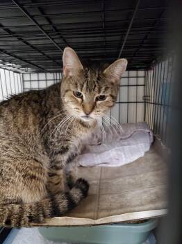 Sky -  Domestic Short Hair Cat Available for Adoption in Philippi, West Virginia - Sky | PetCurious