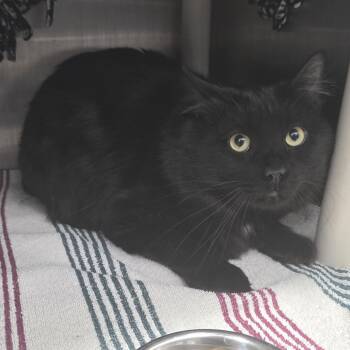 Domestic Long Hair Cats Available for Adoption - Mystic | PetCurious