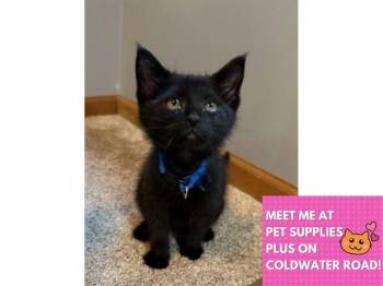 BOSTON -  Domestic Short Hair Cat for Adoption in Fort Wayne, Indiana - BOSTON | PetCurious