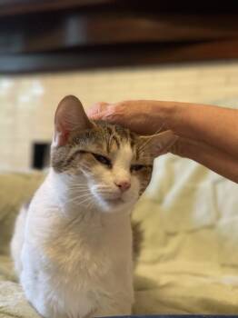 Rescue Domestic Short Hair Cats for Adoption in Claridge, Pennsylvania - Felicity | PetCurious