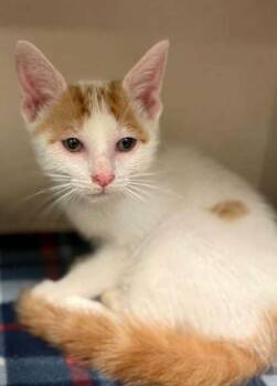 Domestic Short Hair Cats Available for Adoption in Bowling Green, Kentucky - Kairo | PetCurious