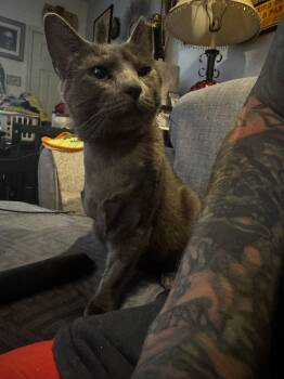 Church -  Domestic Short Hair and Russian Blue Cat for Adoption in Philadelphia, Pennsylvania - Church | PetCurious