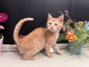 Tabby and Domestic Short Hair Cats Available for Adoption in Fayetteville, Georgia - Catarine | PetCurious