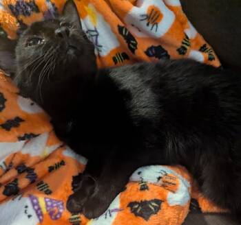 Rescue Domestic Short Hair Cats for Adoption in Grovetown, Georgia - Gretal | PetCurious