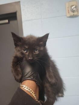 Domestic Short Hair Cats Available for Adoption in Lawrenceville, Georgia - Kd-6 | PetCurious