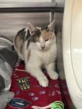 Star -  Domestic Short Hair Cat Available for Adoption in Manitowoc, Wisconsin - Star | PetCurious