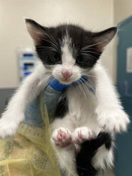 GODDER -  Domestic Short Hair Cat for Adoption in Las Vegas, Nevada - GODDER | PetCurious