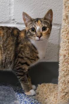 Rescue Manx Cats for Adoption in Newport Beach, California - Autumn | PetCurious