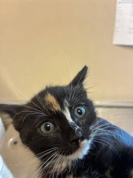 SANDY -  Domestic Short Hair Cat for Adoption in San Jose, California - SANDY | PetCurious