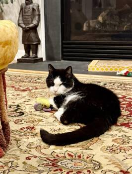 Rescue Domestic Short Hair Cats for Adoption in Fairfax, Virginia - Ivy | PetCurious