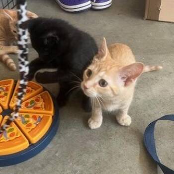 Splinter -  Domestic Short Hair Cat for Adoption in Melbourne, Kentucky - Splinter | PetCurious
