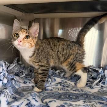 Lianne -  Domestic Short Hair Cat for Adoption in Spanish Fork, Utah - Lianne | PetCurious