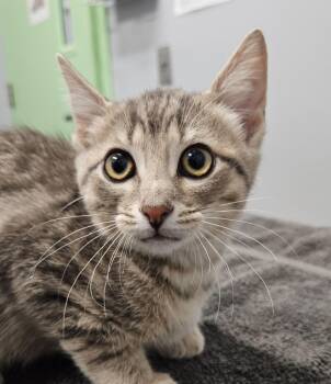 Andy -  Domestic Short Hair Cat for Adoption in Bloomington, Indiana - Andy | PetCurious