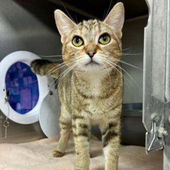 Willow -  Domestic Short Hair Cat for Adoption in Downers Grove, Illinois - Willow | PetCurious