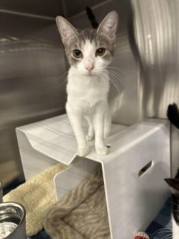 Domestic Short Hair Cats Available for Adoption in Nashville, Tennessee - Firefly | PetCurious